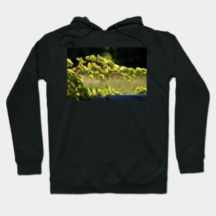 Grapevine's Embrace Hoodie